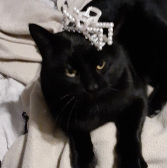 Meet your Posher, Grace - Picture 1 of 1